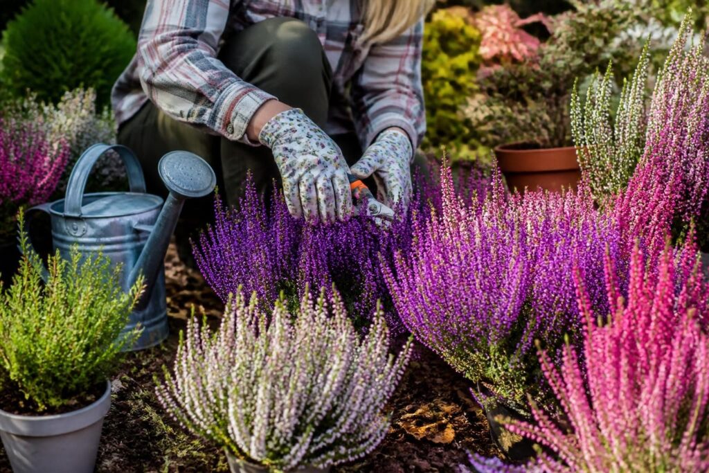 découvrez tout sur la calluna vulgaris : conseils d'entretien, périodes de floraison, et les différentes variétés à cultiver pour embellir votre jardin.